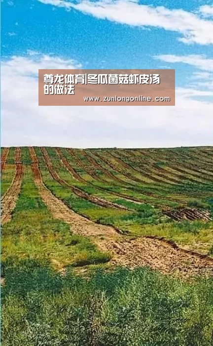 尊龙体育|冬瓜菌菇虾皮汤的做法(图2) 尊龙凯时体育